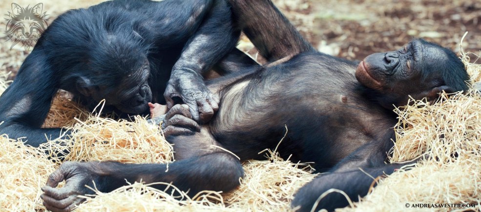 Bonobo chimpanzés mec