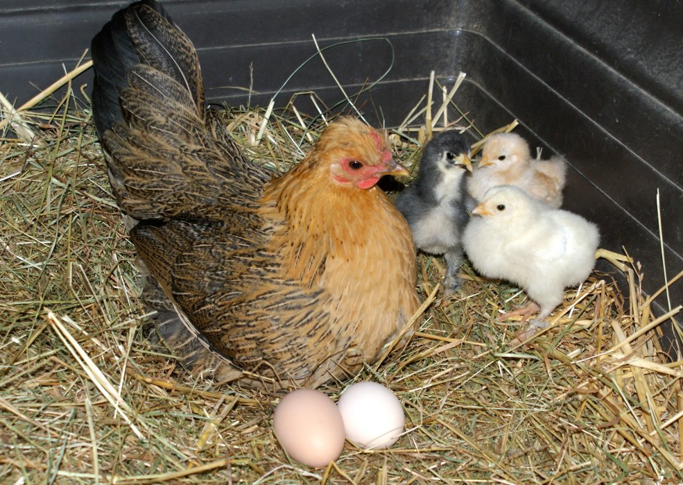 Hencher le poulet éclaire les œufs
