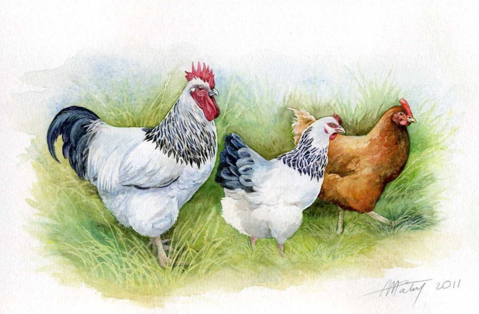 Dessin de poulet