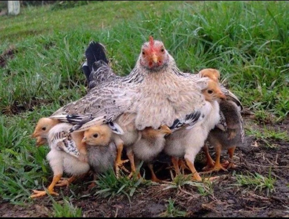 Poulet avec poulets