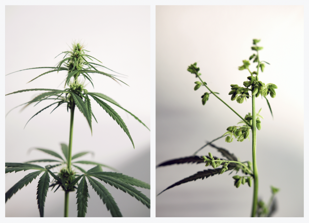 Femmes souffrant de dignité masculine