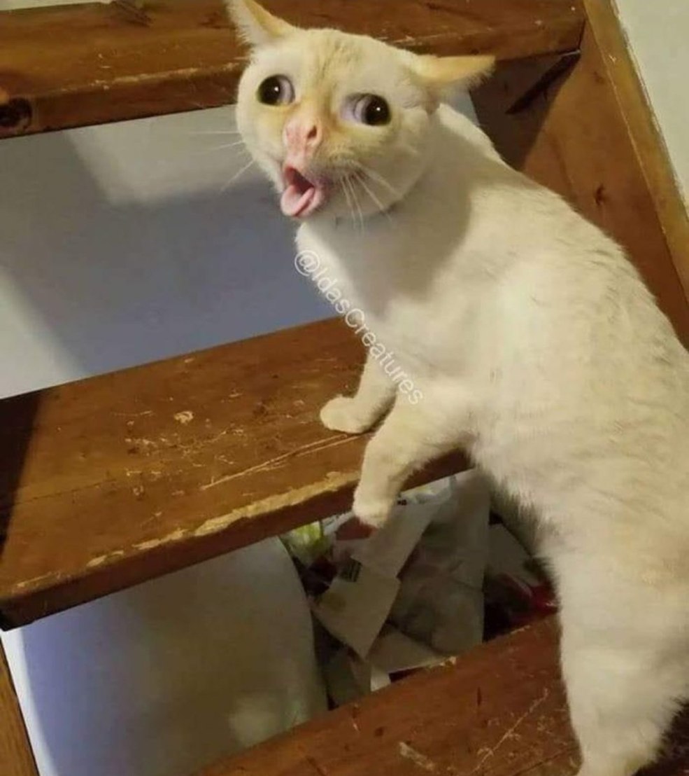 Le chat tousse le mème