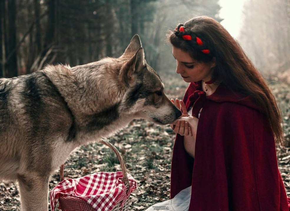 Cap et film de loup gris