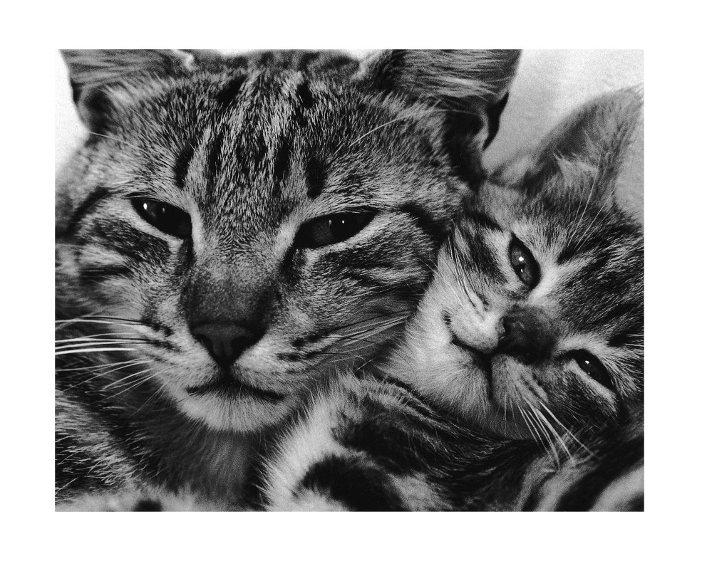 Chat Blanc et chatons