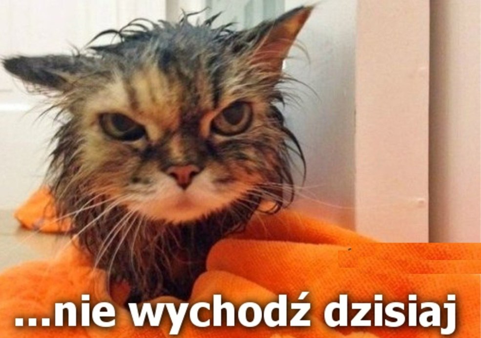 Chat humide maléfique