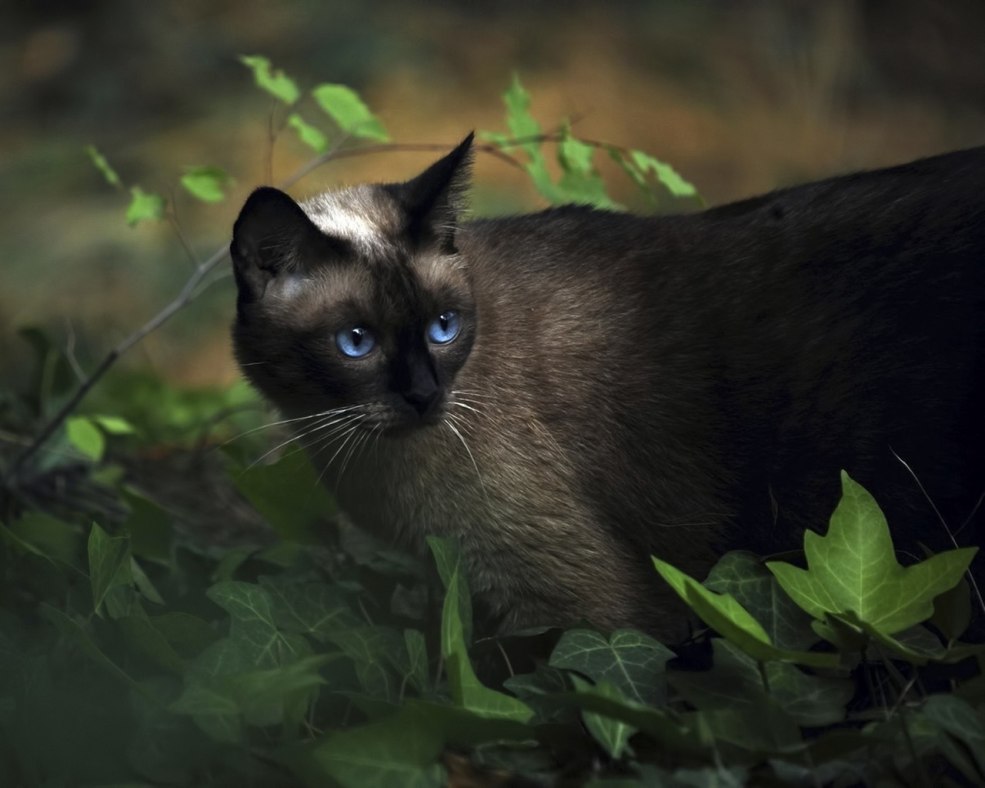 Jeunes blondes en maillot de bain
