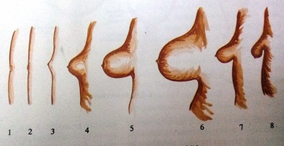 Beaux pubis japonais