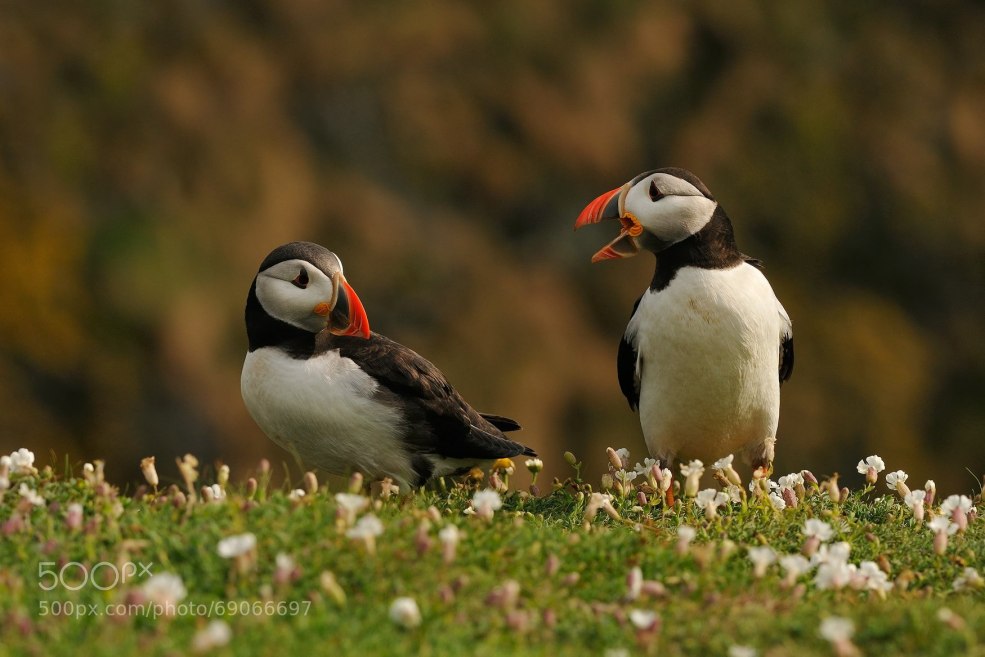 Photo Naked Yandex Alice