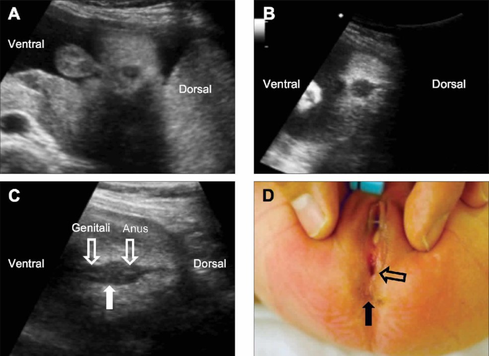 Les sourires blonds montrent une chatte