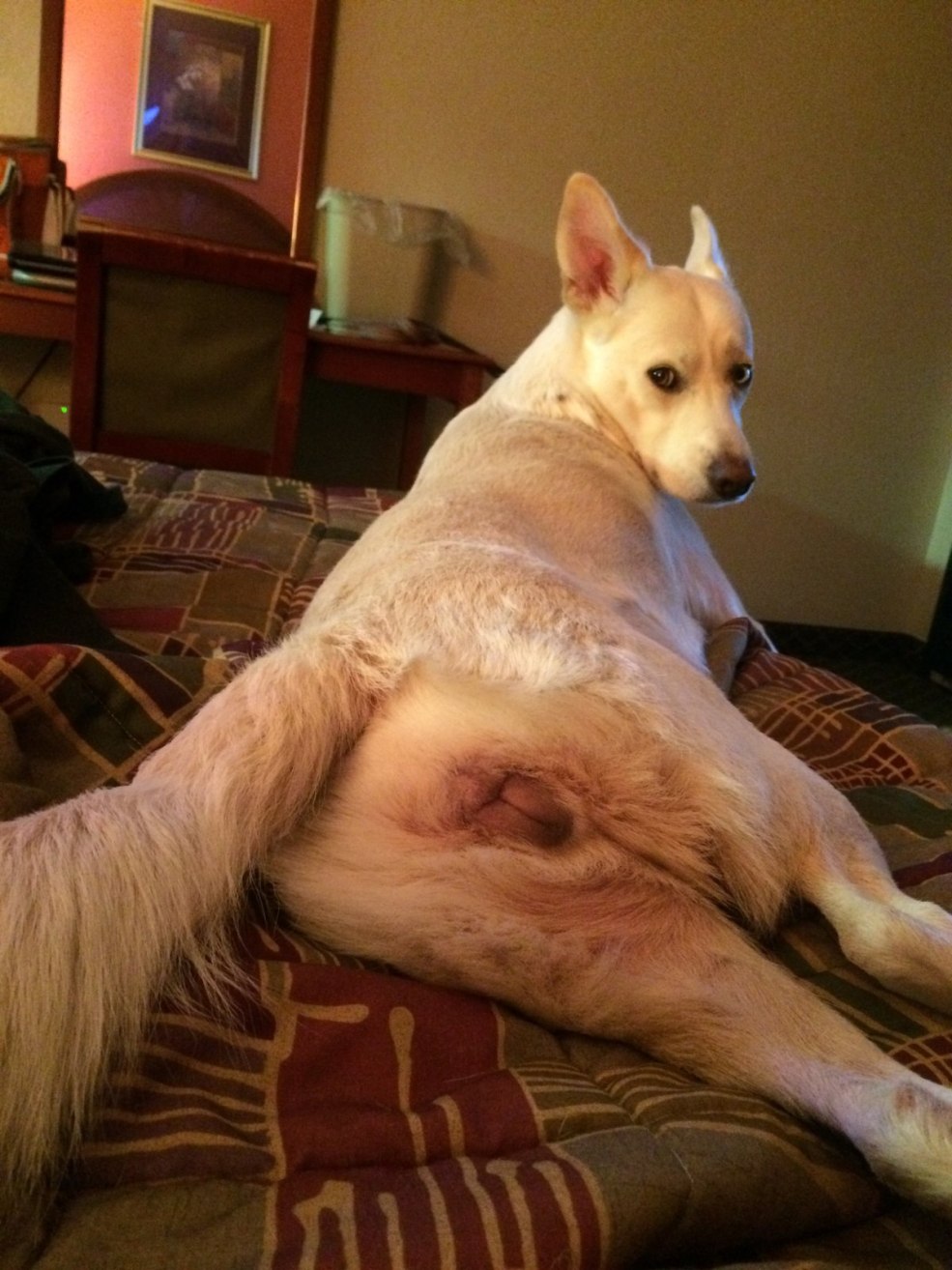 Belle chatte avec perçage fait maison