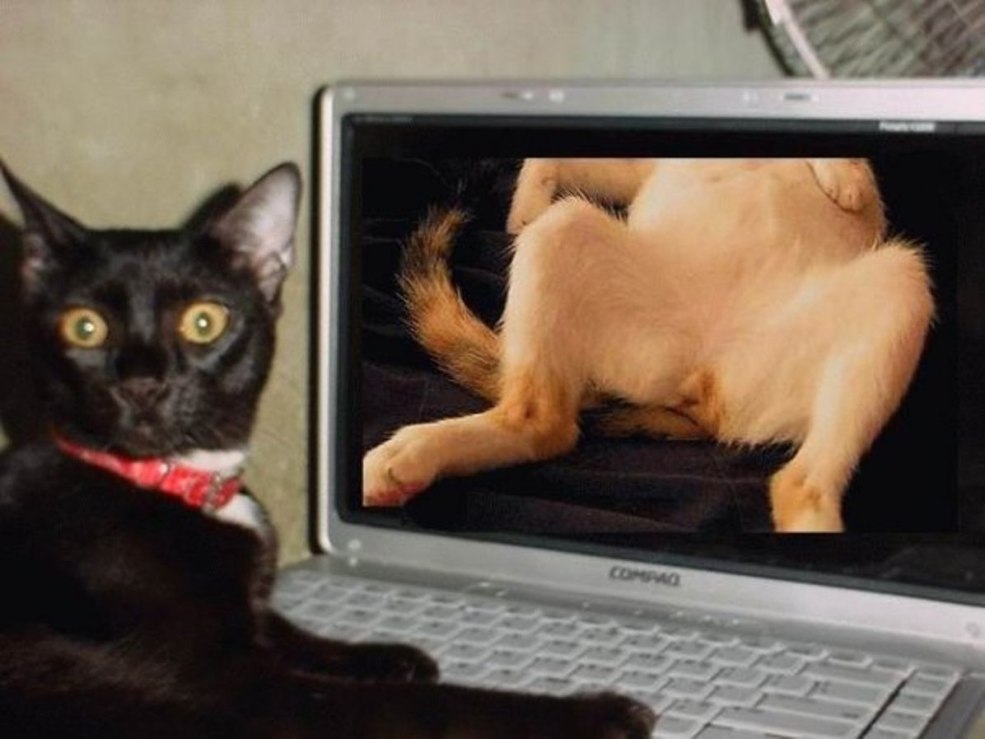 Chat drôle sur Internet
