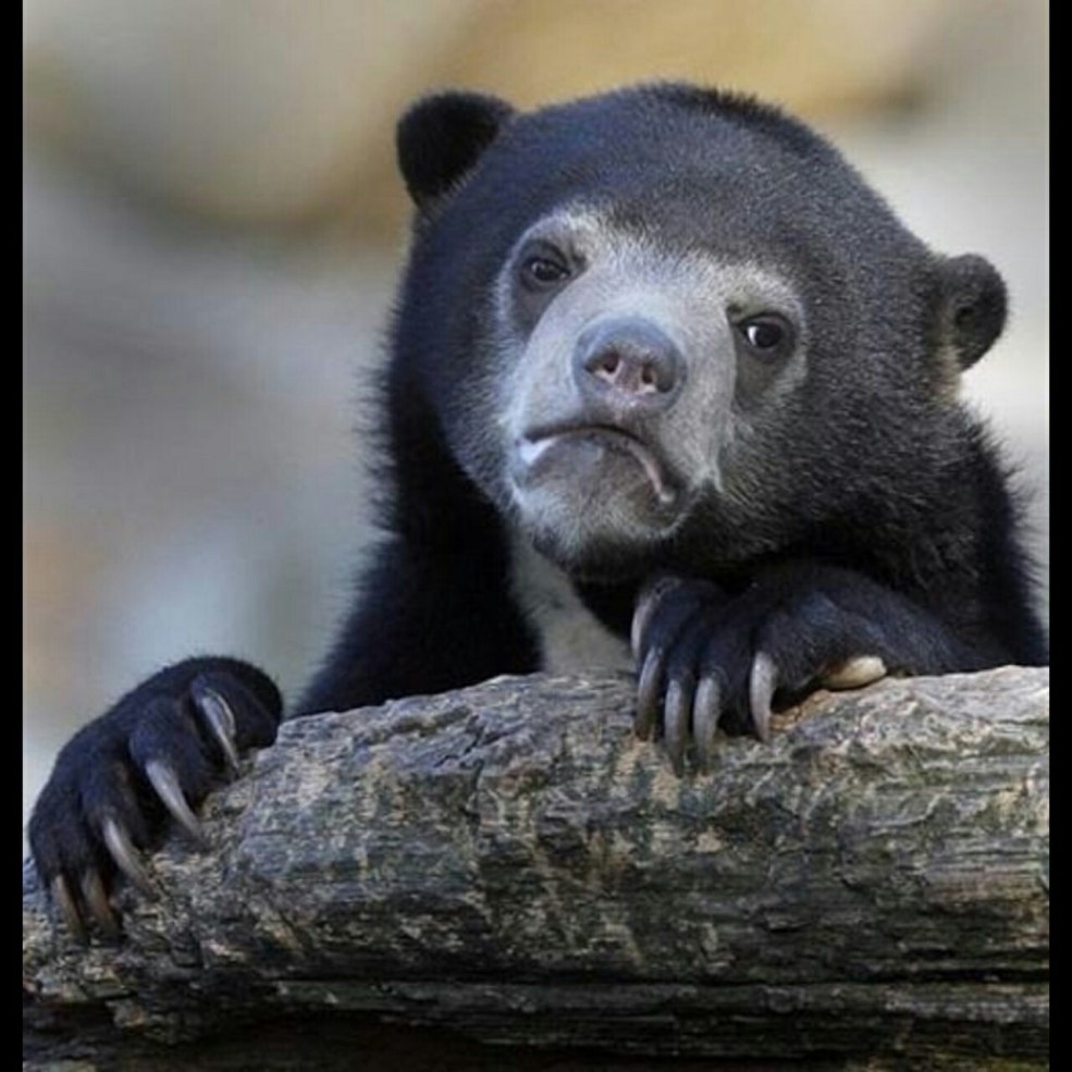 Mème d'ours triste