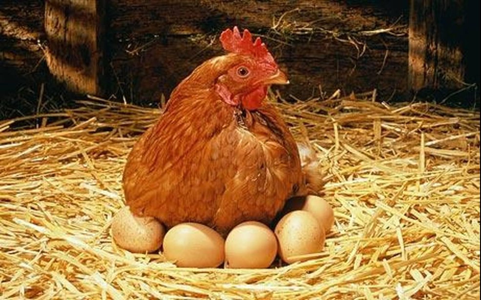 Poulets des ivrognes